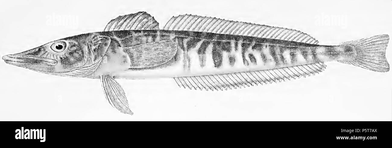 N/A. English: Champsocephalus esox . 1913. Regan C. T. (1913): The Antarctic fishes of the Scottish National Expedition. 323 Champsocephalus esox PlateXX fig1 Regan1913 Stock Photo