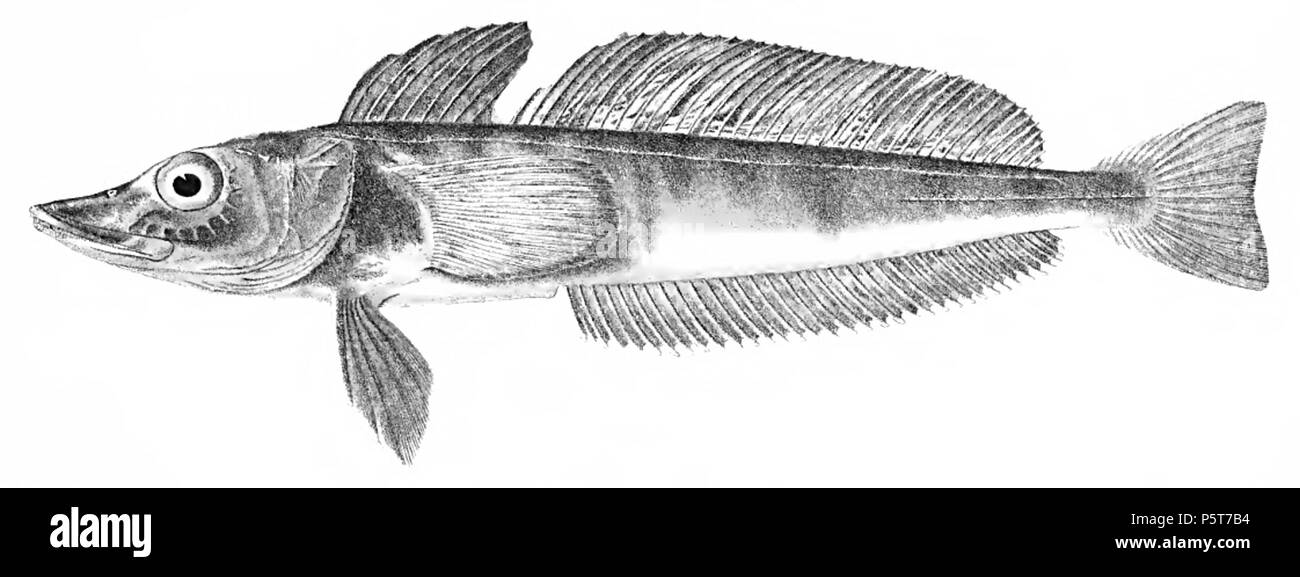 N/A. English: Champsocephalus gunnari . 1913. Regan C. T. (1913): The Antarctic fishes of the Scottish National Expedition. 324 Champsocephalus gunnari PlateXX fig2 Regan1913 Stock Photo
