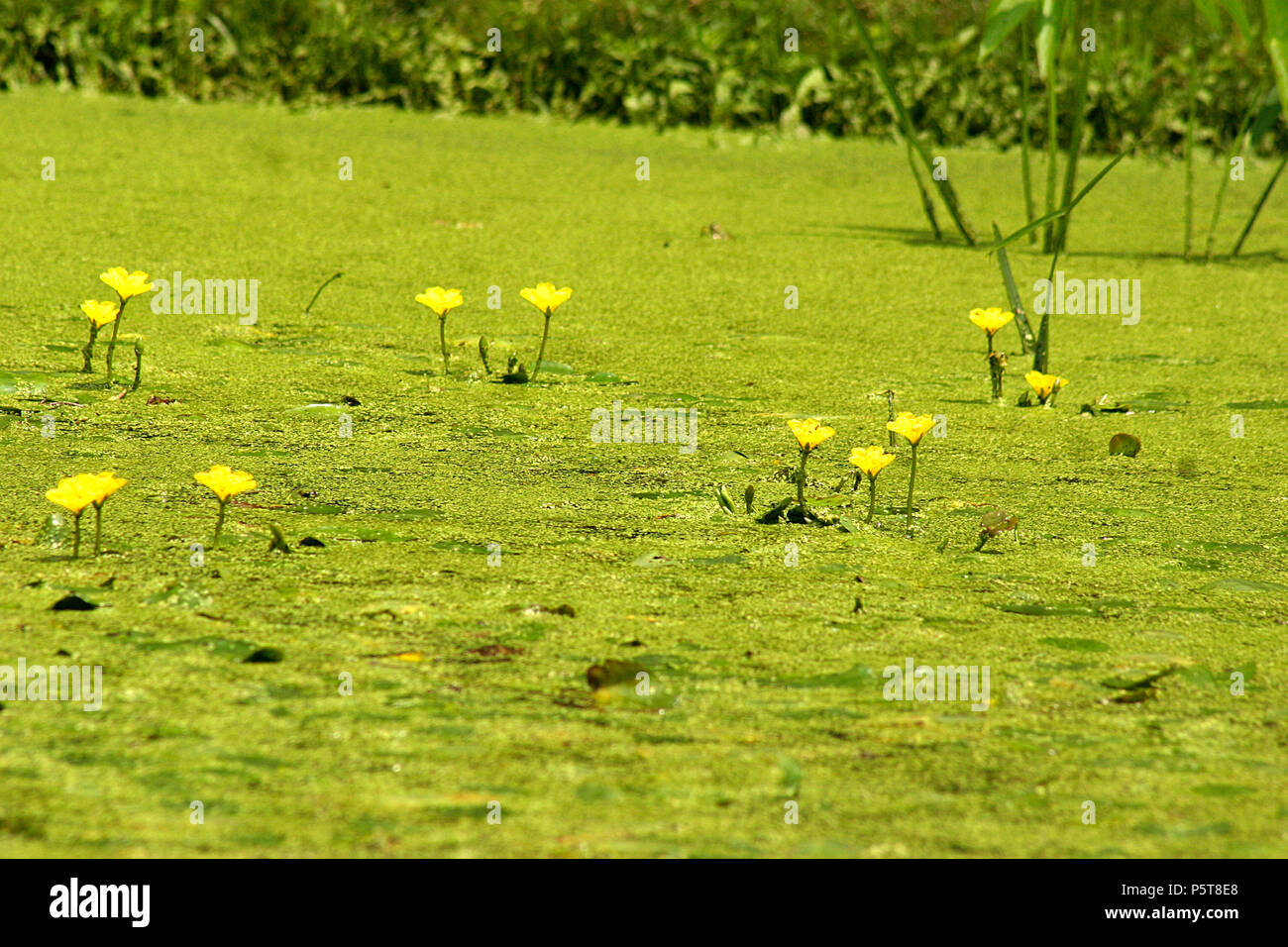 Duckweed and fringed water lilies on pond Stock Photo