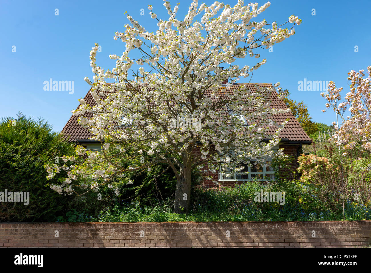 Ornamental cherry tree Stock Photo Alamy