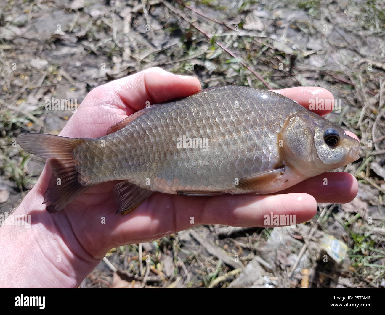 What to catch a crucian What to catch a crucian