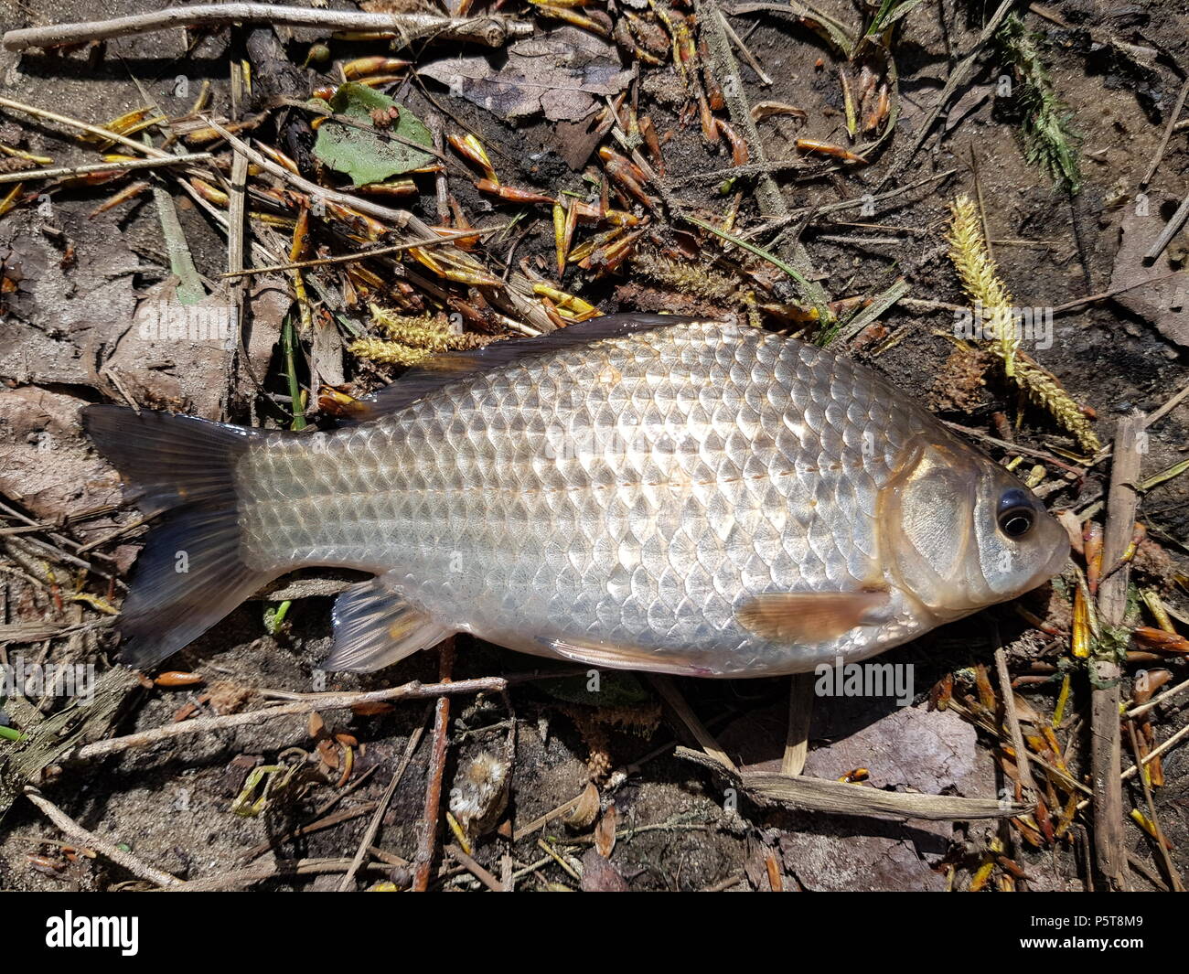 How to catch crucians How to catch crucians