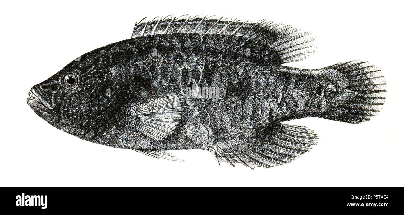 N/A. The species names / identity need verification. The original plates showed the fishes facing right and have been flipped here. Cheilinus trilobatus . 1878.   George Henry Ford  (1808–1876)    Alternative names G. H. Ford  Description artist  Date of birth/death 20 May 1808 1876  Location of birth/death Cape Colony London  Authority control  : Q17105498 VIAF:317102730 LCCN:n2015185868 WorldCat 335 Cheilinus trilobatus Ford 82 Stock Photo