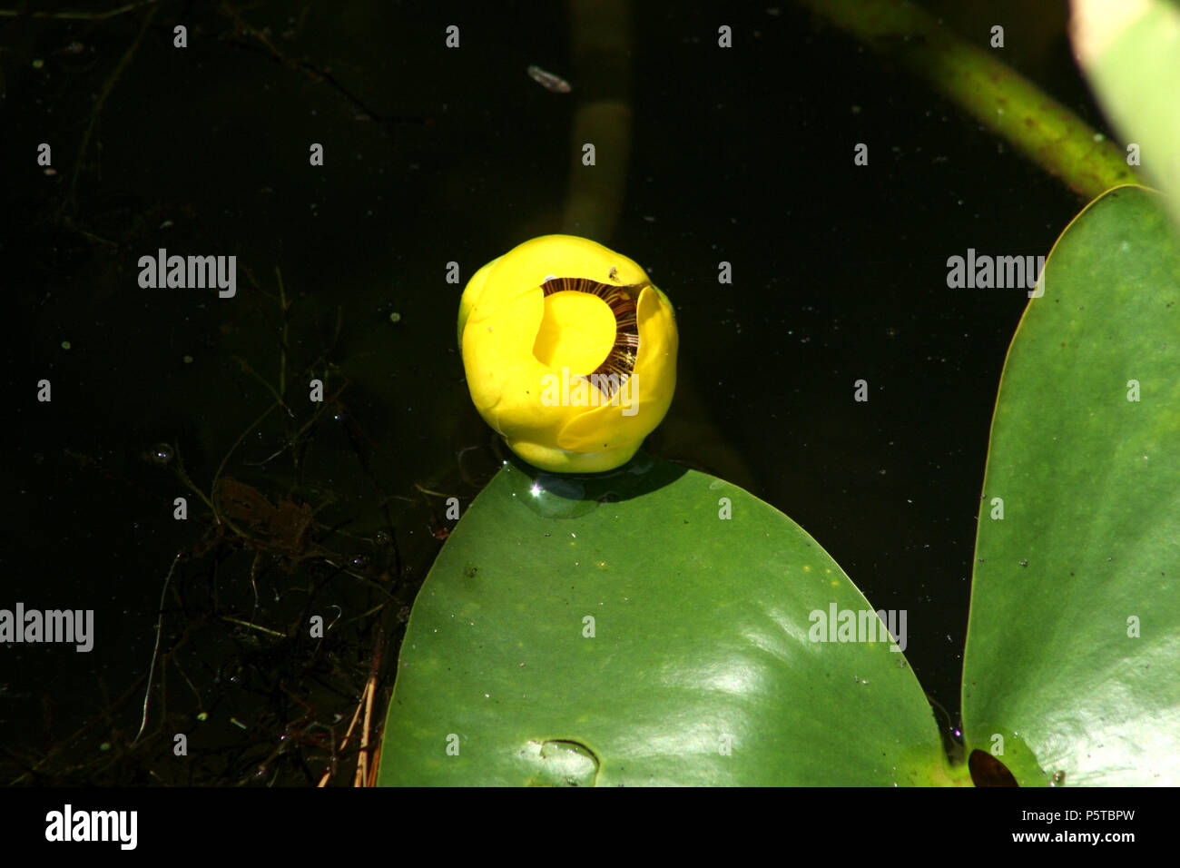 Small yellow pond lily (Nuphar Pumila) Stock Photo
