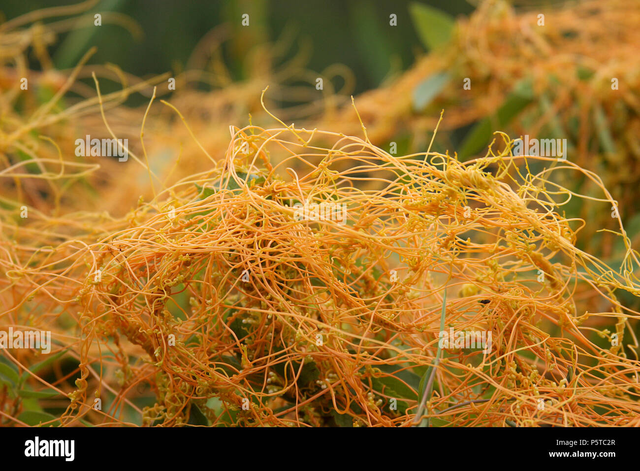 Cuscuta (dodder) plant wrapped around other plants Stock Photo