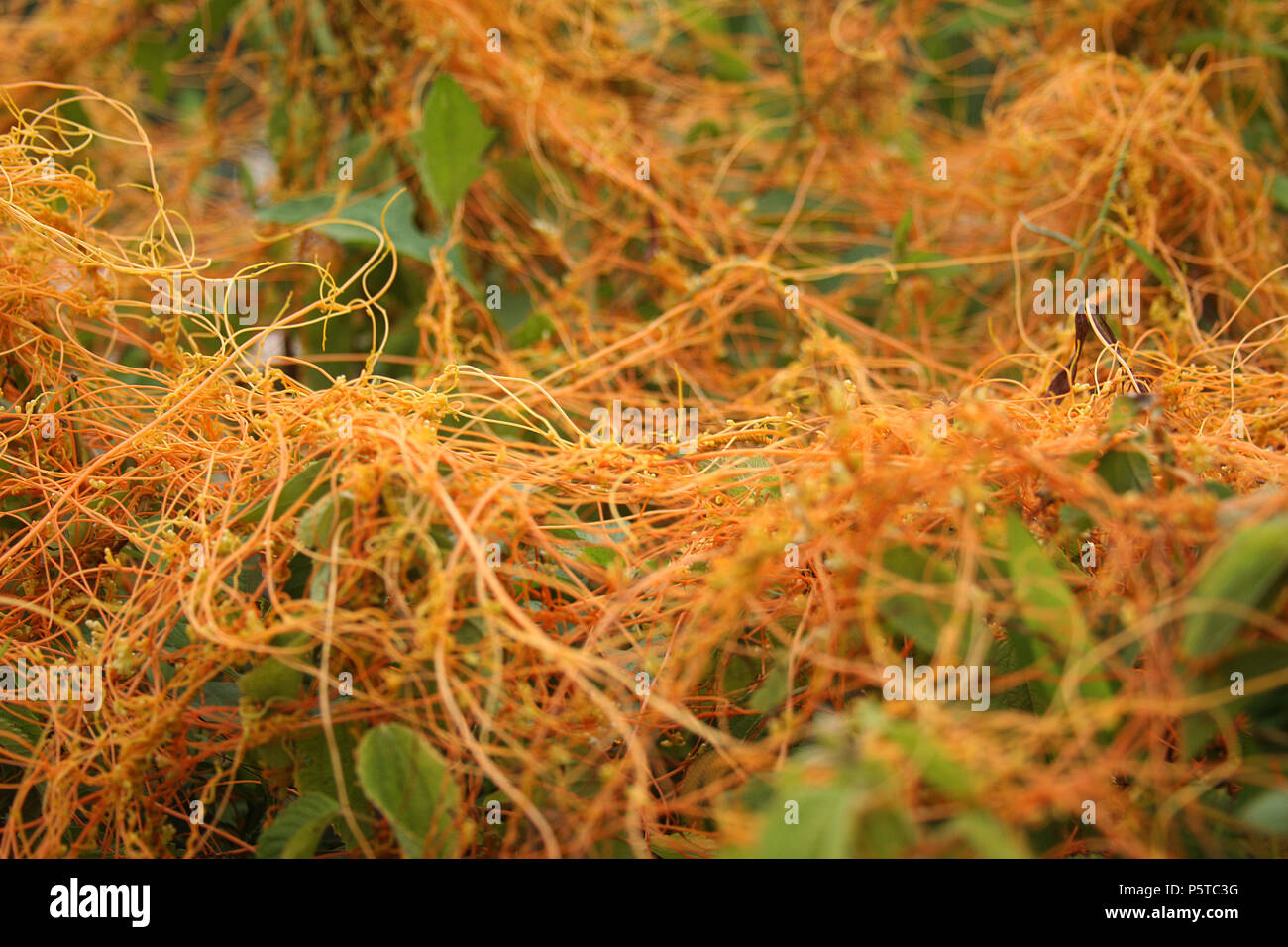 Cuscuta (dodder) plant wrapped around other plants Stock Photo