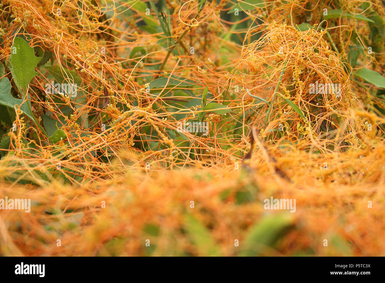 Cuscuta (dodder) plant wrapped around other plants Stock Photo Alamy