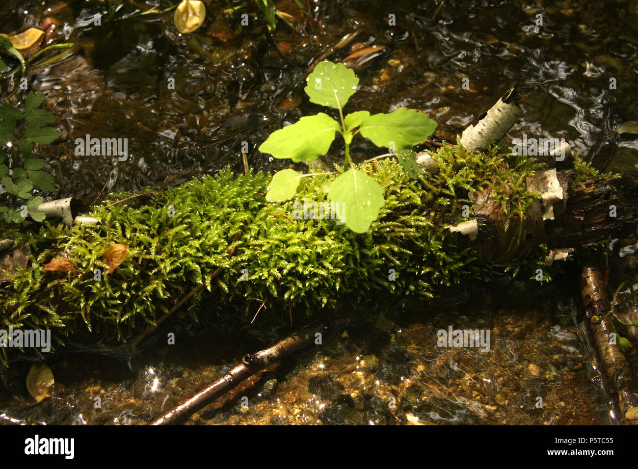 Chenopodium album growing by the water Stock Photo