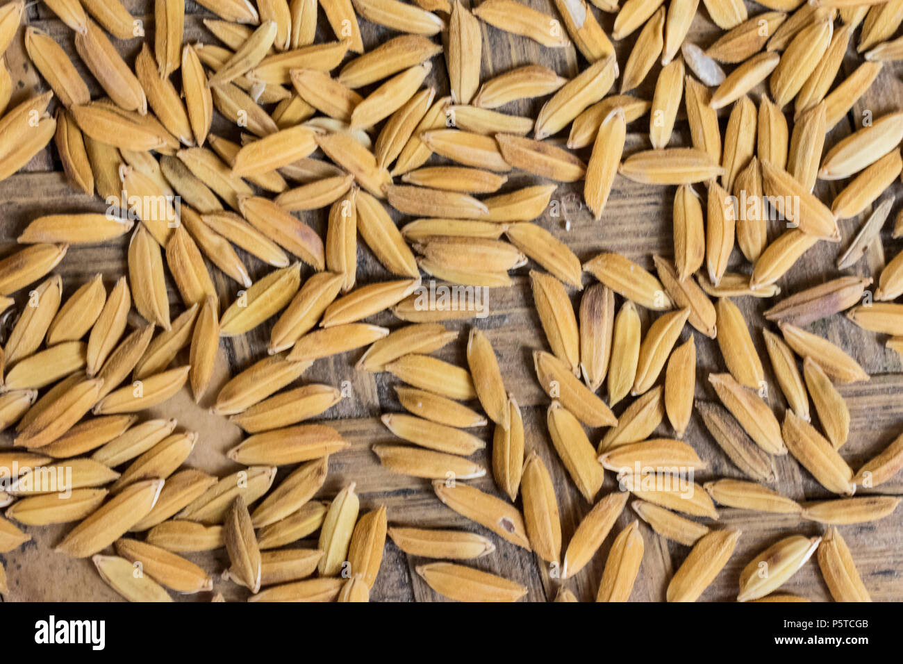 Organic Raw rice seed or Brown Paddy Seed Rice  background after harvest Stock Photo