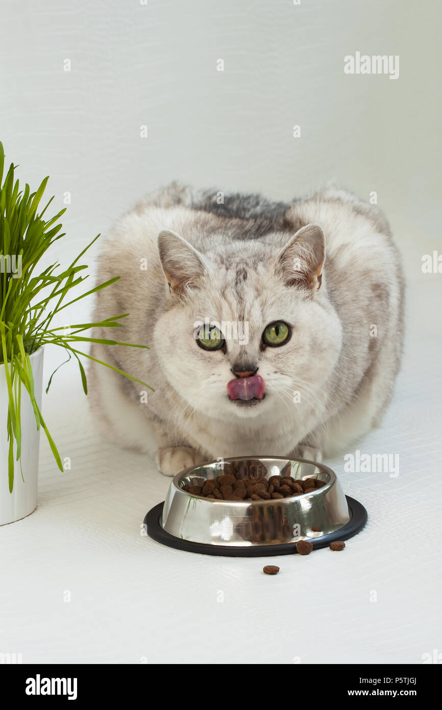 Big clear cat with beautiful green eyes sitting with bowl of delicious ...