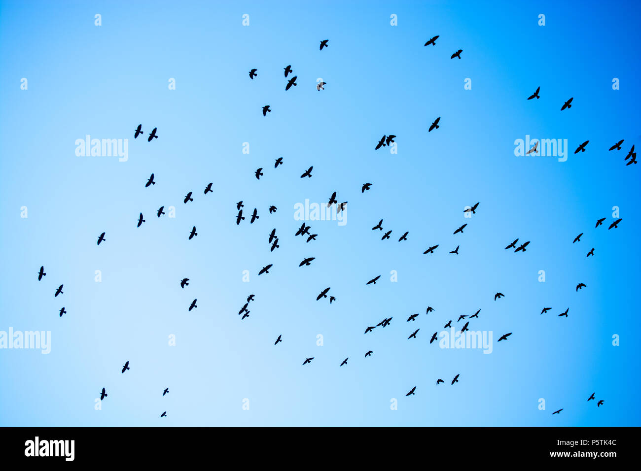 Flock of birds seen flying in the sky Stock Photo - Alamy