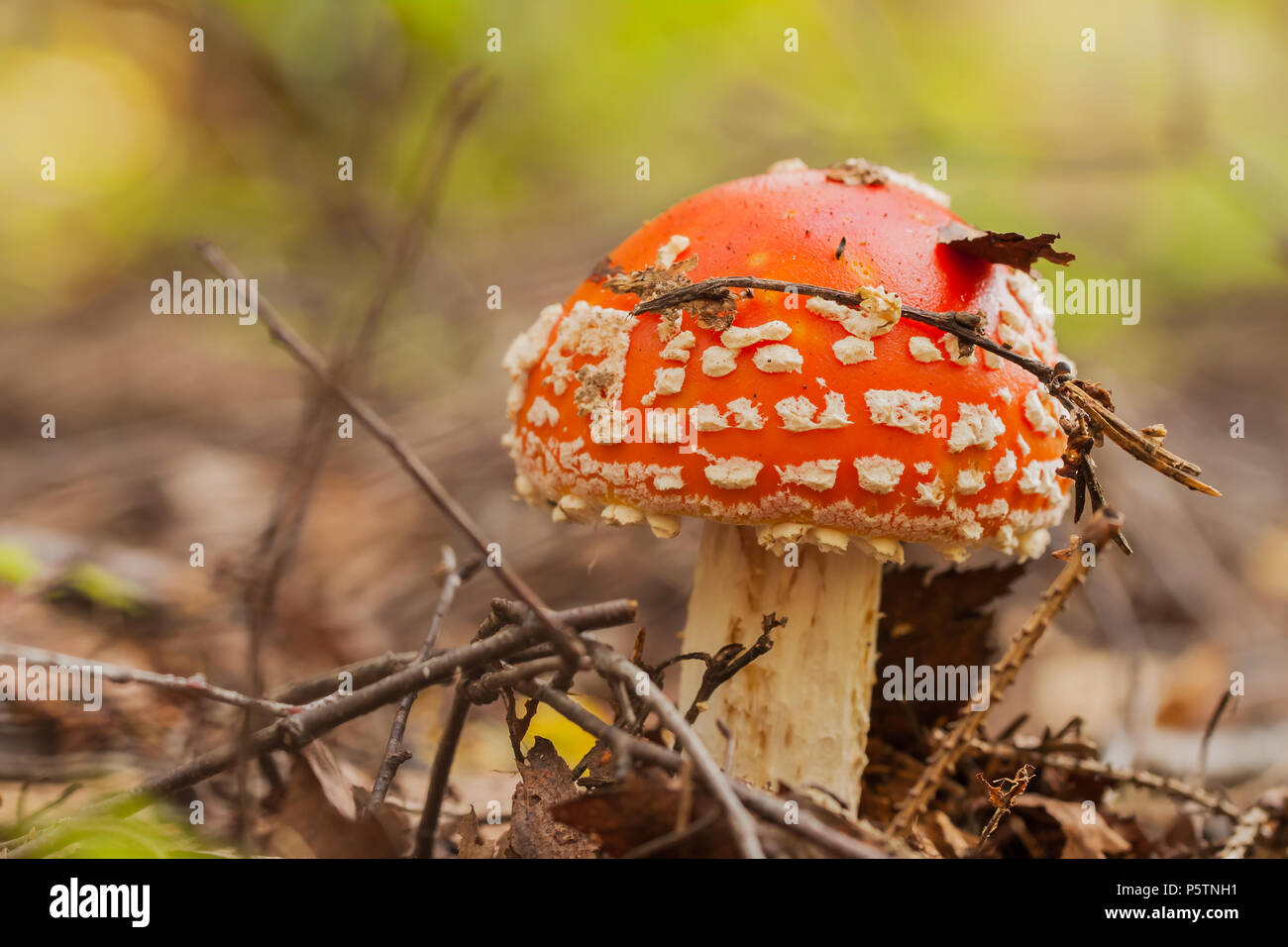Beautiful but very poisonous mushroom Amanita. It contains a number of toxic compounds, some of which possess psychotropic effects Stock Photo