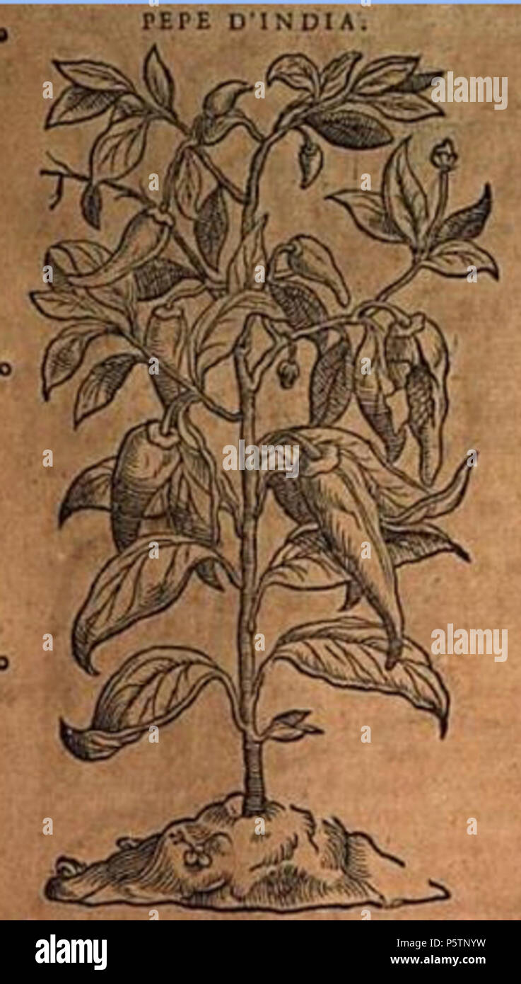 N/A. 'pepe d'India' (Capsicum annuum) from Matthioli, Discorsi, 1573 ed., p. 405 . 1573. Pier Andrea Matthioli 338 Chilli Matthioli 1573 ed p 405 Stock Photo