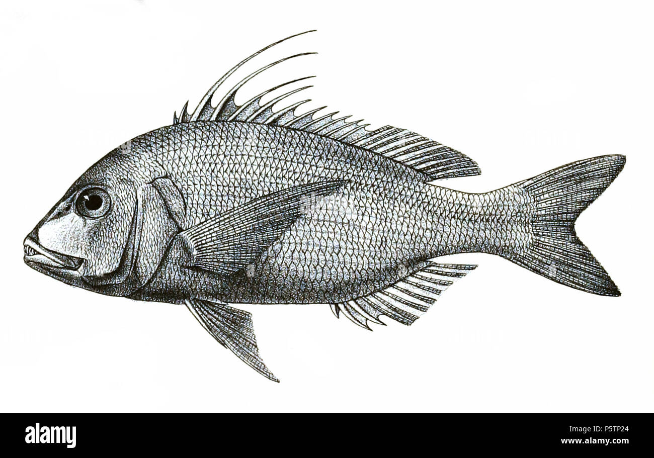 N/A. Cheimerius nufar syn. Dentex nufar The species names / identity need verification. The original plates showed the fishes facing right and have been flipped here. Dentex nufar . 1878.   George Henry Ford  (1808–1876)    Alternative names G. H. Ford  Description artist  Date of birth/death 20 May 1808 1876  Location of birth/death Cape Colony London  Authority control  : Q17105498 VIAF:317102730 LCCN:n2015185868 WorldCat 436 Dentex nufar Ford 34 Stock Photo