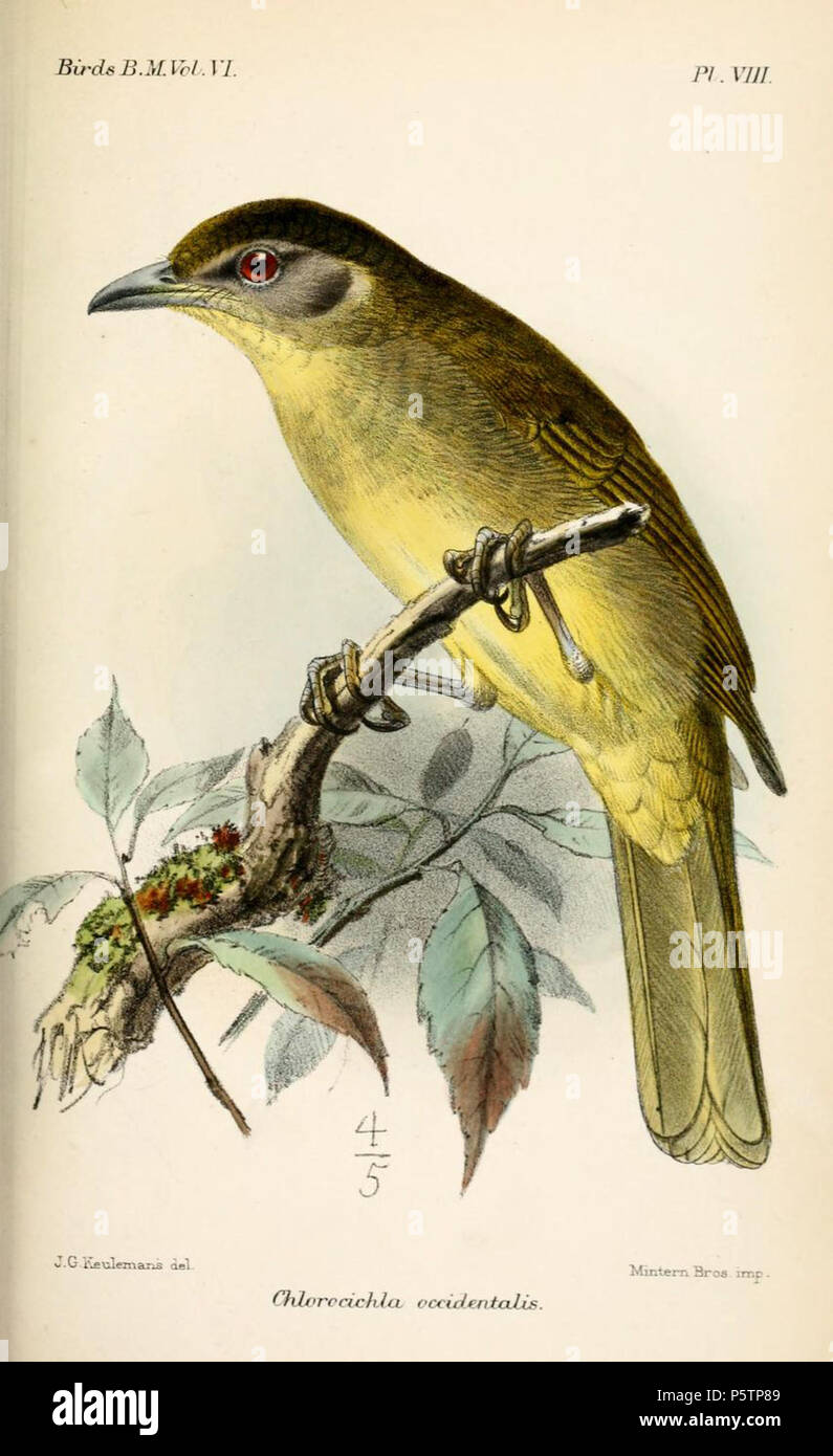 N/A. Chlorocichla occidentalis = Chlorocichla flaviventris occidentalis, Yellow-bellied Greenbul ssp. 1881.   John Gerrard Keulemans  (1842–1912)      Alternative names Johannes Gerardus Keulemans; J. G. Keulemans  Description Dutch ornithologist and artist  Date of birth/death 8 June 1842 29 December 1912  Location of birth/death Rotterdam London  Authority control  : Q1335286 VIAF:42113661 ISNI:0000 0000 6313 981X ULAN:500041975 LCCN:no98083374 NLA:35268760 WorldCat 339 ChlorocichlaOccidentalisKeulemans Stock Photo