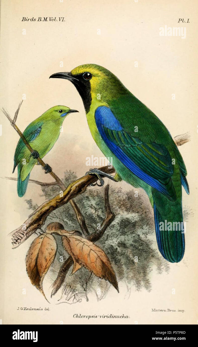 550 Gambar Burung Dari Daun HD Terbaik