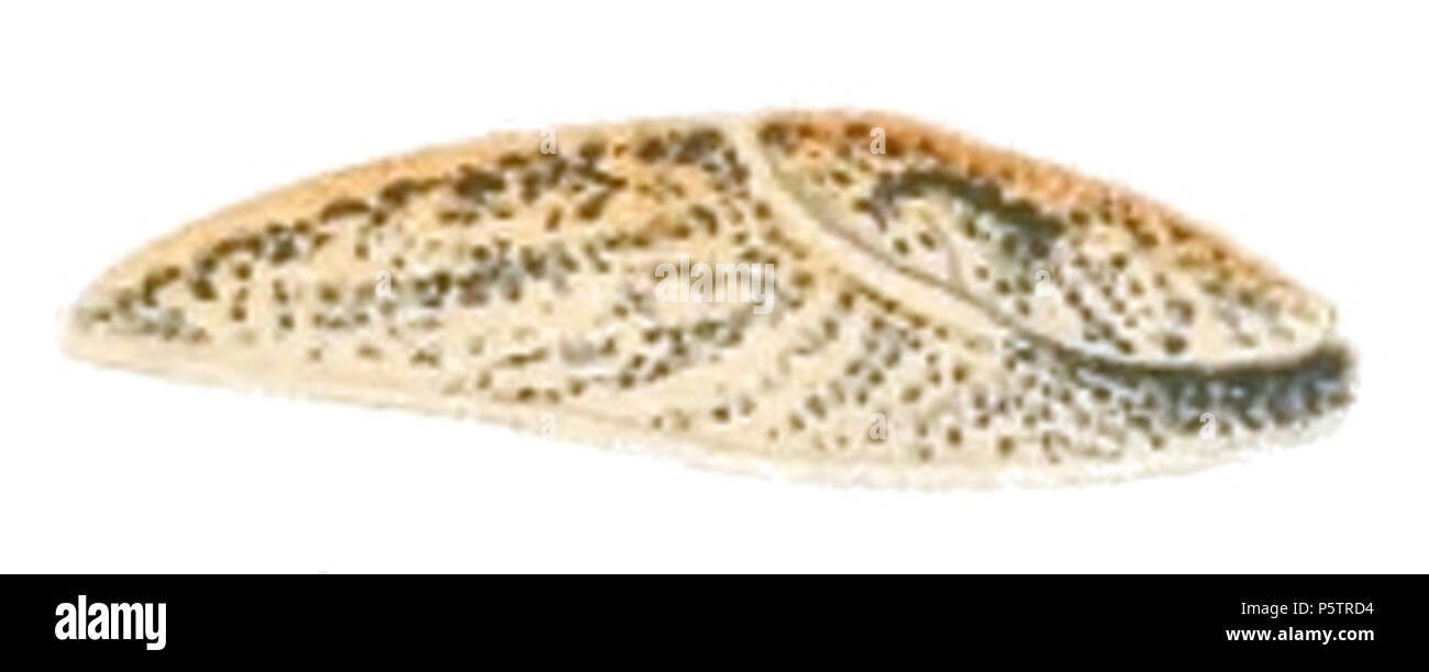 N/A. English: colored drawing of slug Deroceras bakurianum . 1912. Heinrich Simroth 438 Deroceras bakurianum Stock Photo