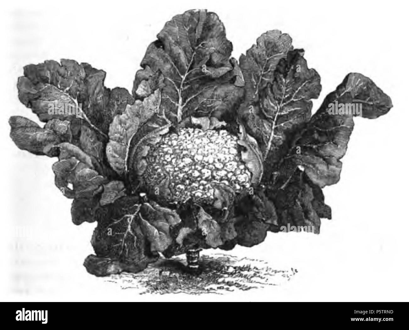 342 Chou-fleur géant de Naples Vilmorin-Andrieux 1883 Stock Photo