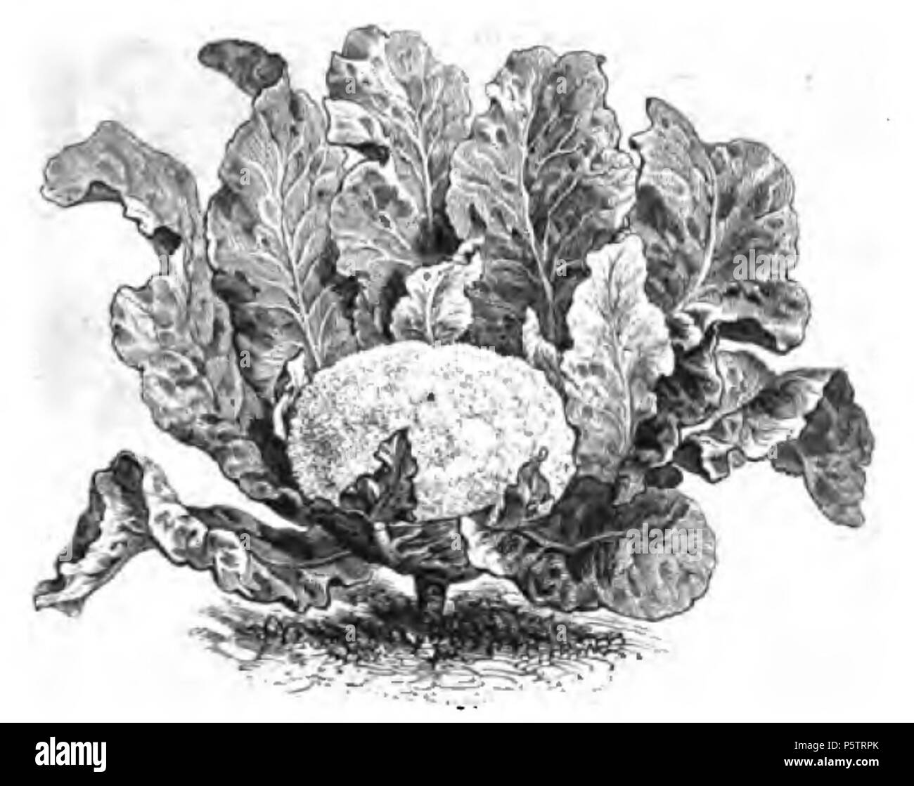 342 Chou-fleur Lenormand Vilmorin-Andrieux 1883 Stock Photo