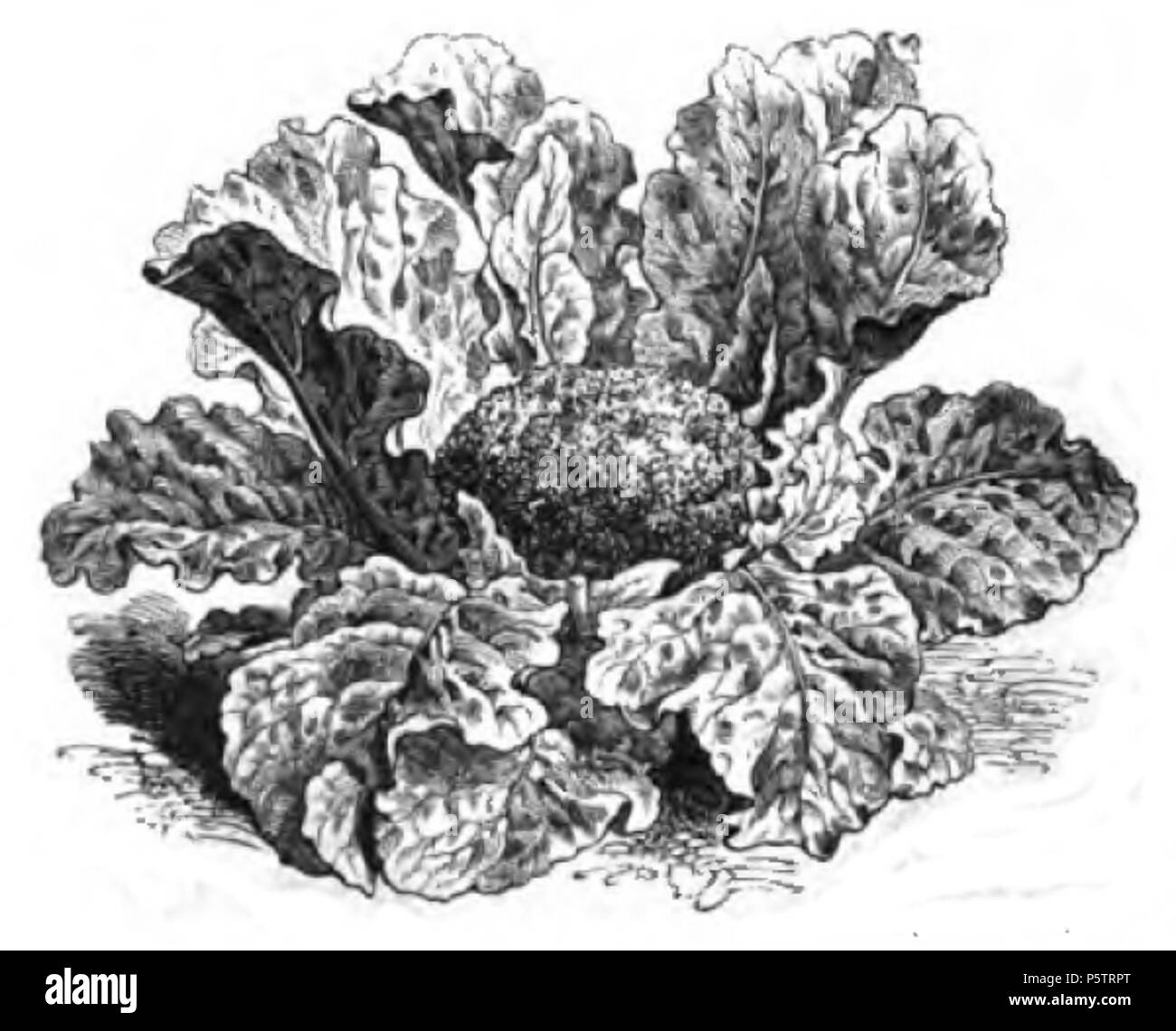 342 Chou-fleur noir de Sicile Vilmorin-Andrieux 1883 Stock Photo