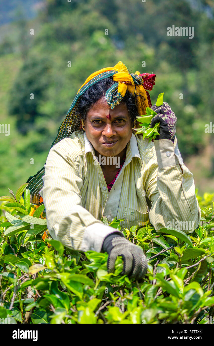 Female picker hires stock photography and images Alamy