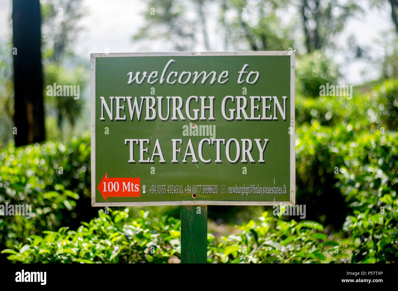 Newburgh Green Tea Factory, Sri Lanka Stock Photo Alamy
