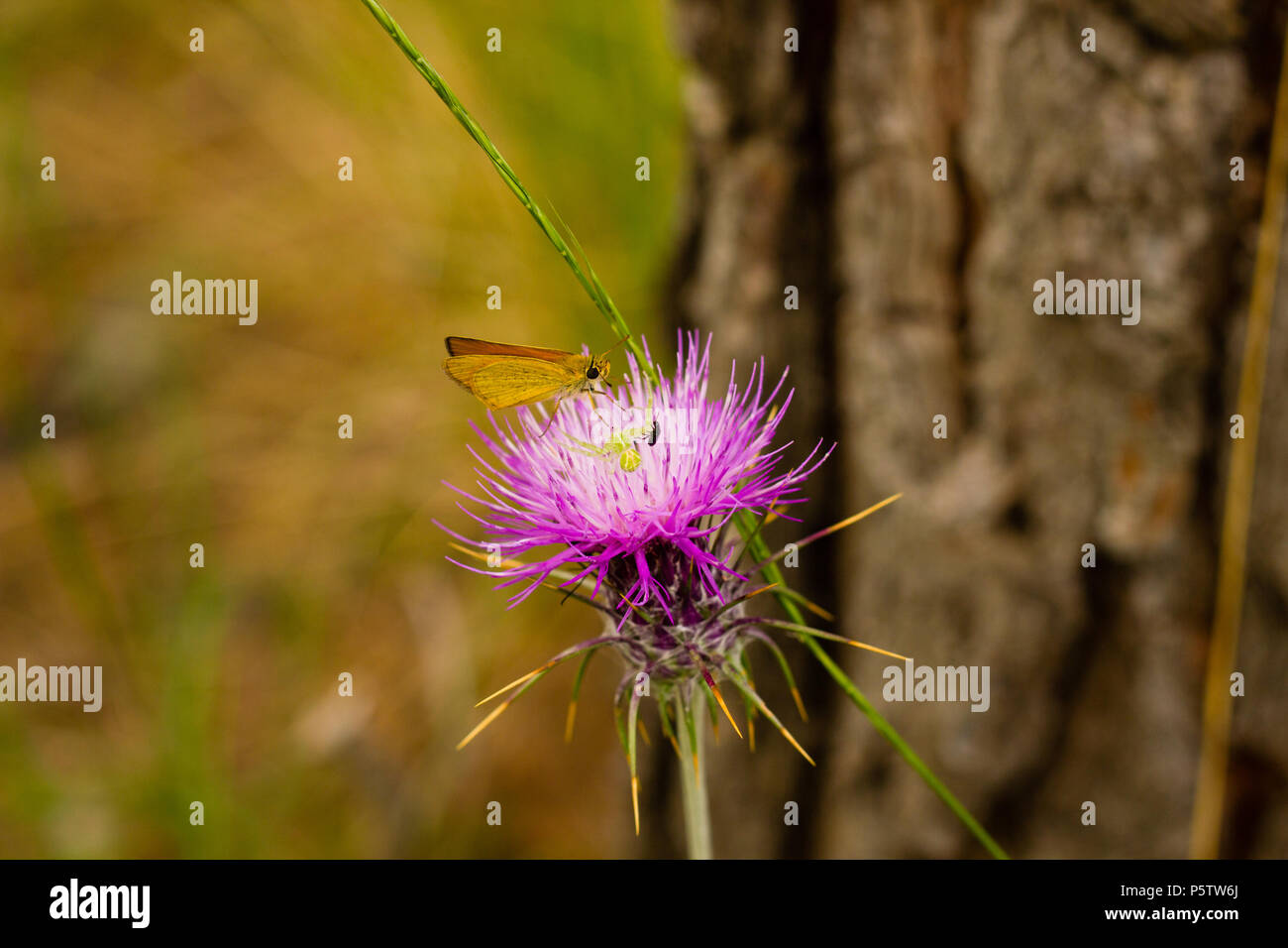 Closeup of Carduus flower head with butterfly, spider and beetle Stock Photo