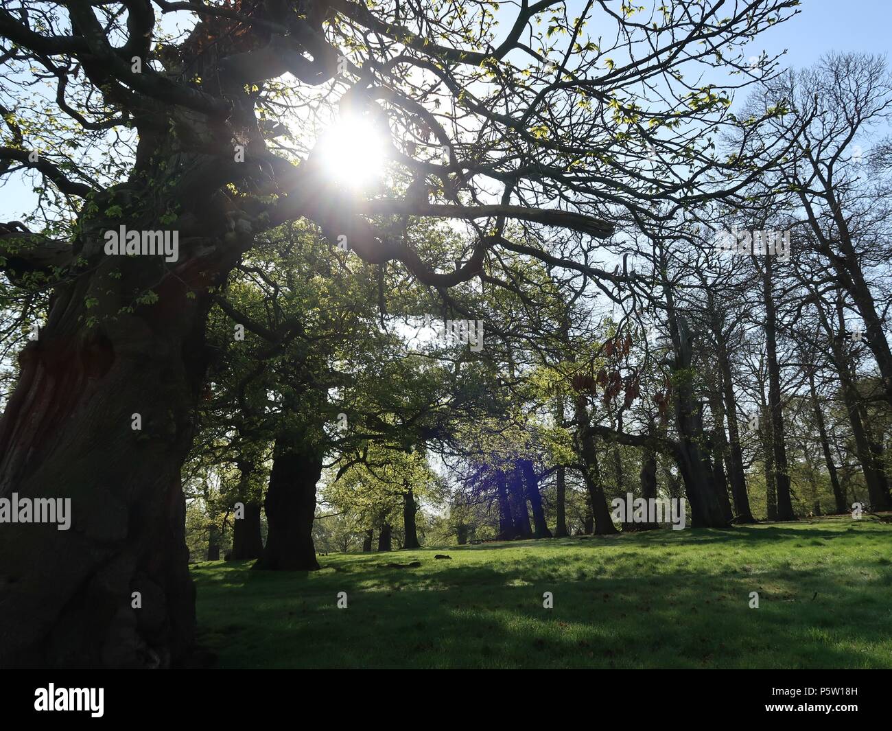 Sunny Leafy Canopy Stock Photo Alamy