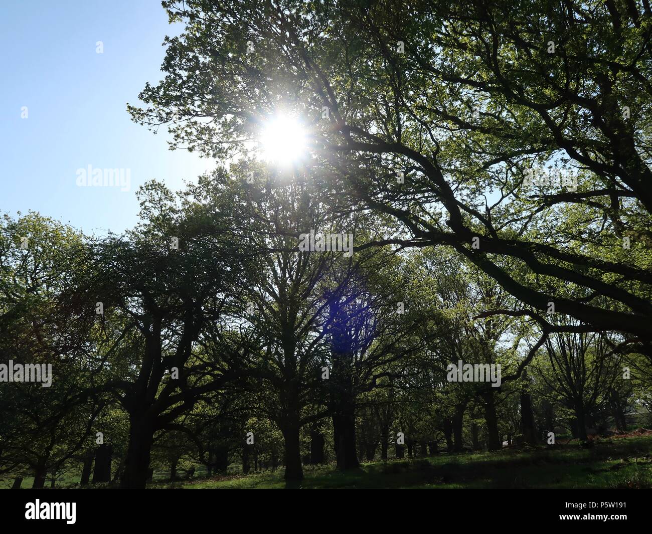 Leafy canopy hires stock photography and images Alamy