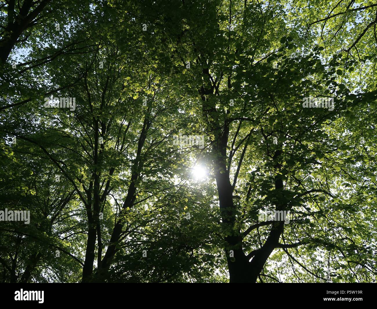 Sunny Leafy Canopy Stock Photo Alamy