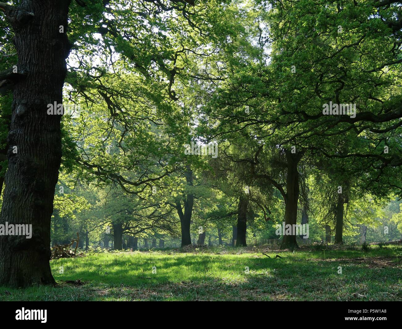 Sunny Leafy Canopy Stock Photo Alamy