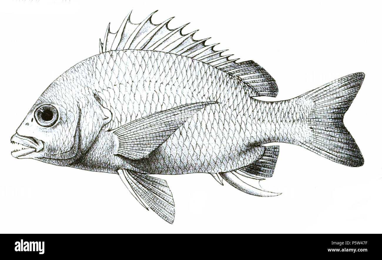 N/A. Acanthopagrus latus syn. Chrysophrys datnia The species names / identity need verification. The original plates showed the fishes facing right and have been flipped here. Chrysophrys datnia . 1878.   George Henry Ford  (1808–1876)    Alternative names G. H. Ford  Description artist  Date of birth/death 20 May 1808 1876  Location of birth/death Cape Colony London  Authority control  : Q17105498 VIAF:317102730 LCCN:n2015185868 WorldCat 346 Chrysophrys datnia Ford 34 Stock Photo