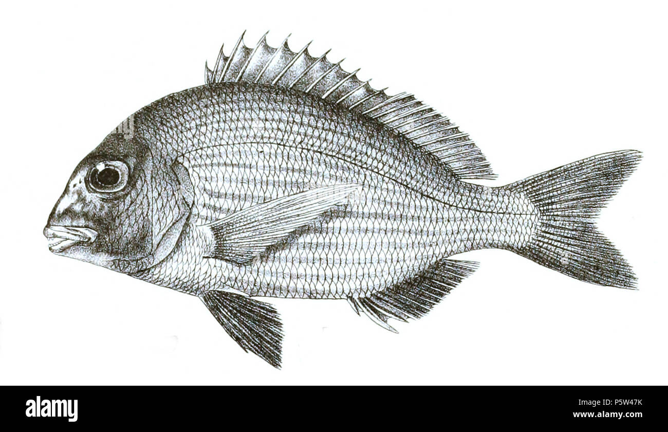 N/A. Rhabdosargus sarba syn. Chrysophrys haffara The species names / identity need verification. The original plates showed the fishes facing right and have been flipped here. Chrysophrys haffara . 1878.   George Henry Ford  (1808–1876)    Alternative names G. H. Ford  Description artist  Date of birth/death 20 May 1808 1876  Location of birth/death Cape Colony London  Authority control  : Q17105498 VIAF:317102730 LCCN:n2015185868 WorldCat 346 Chrysophrys haffara Ford 35 Stock Photo