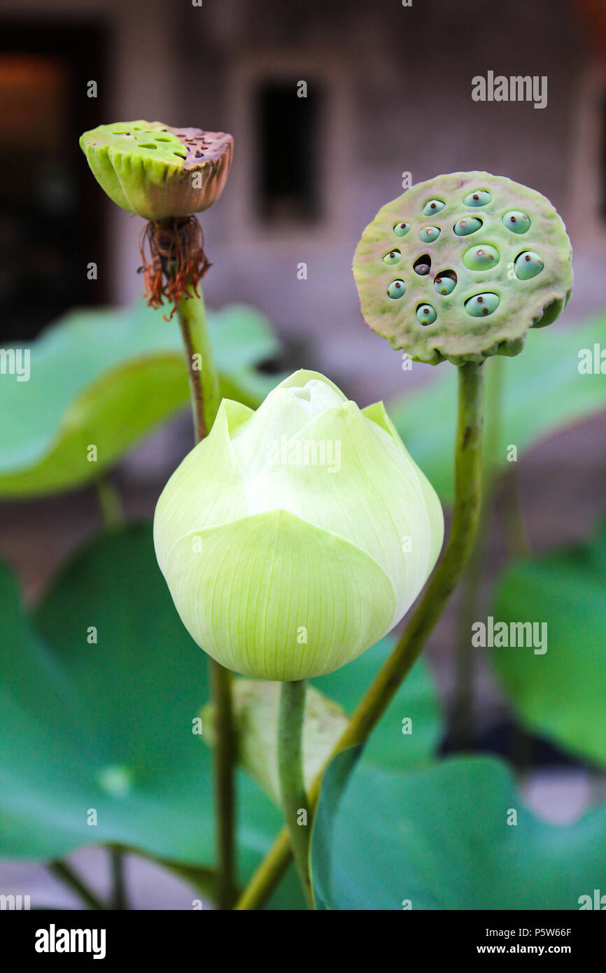 green-lotus-flower-stock-photo-alamy