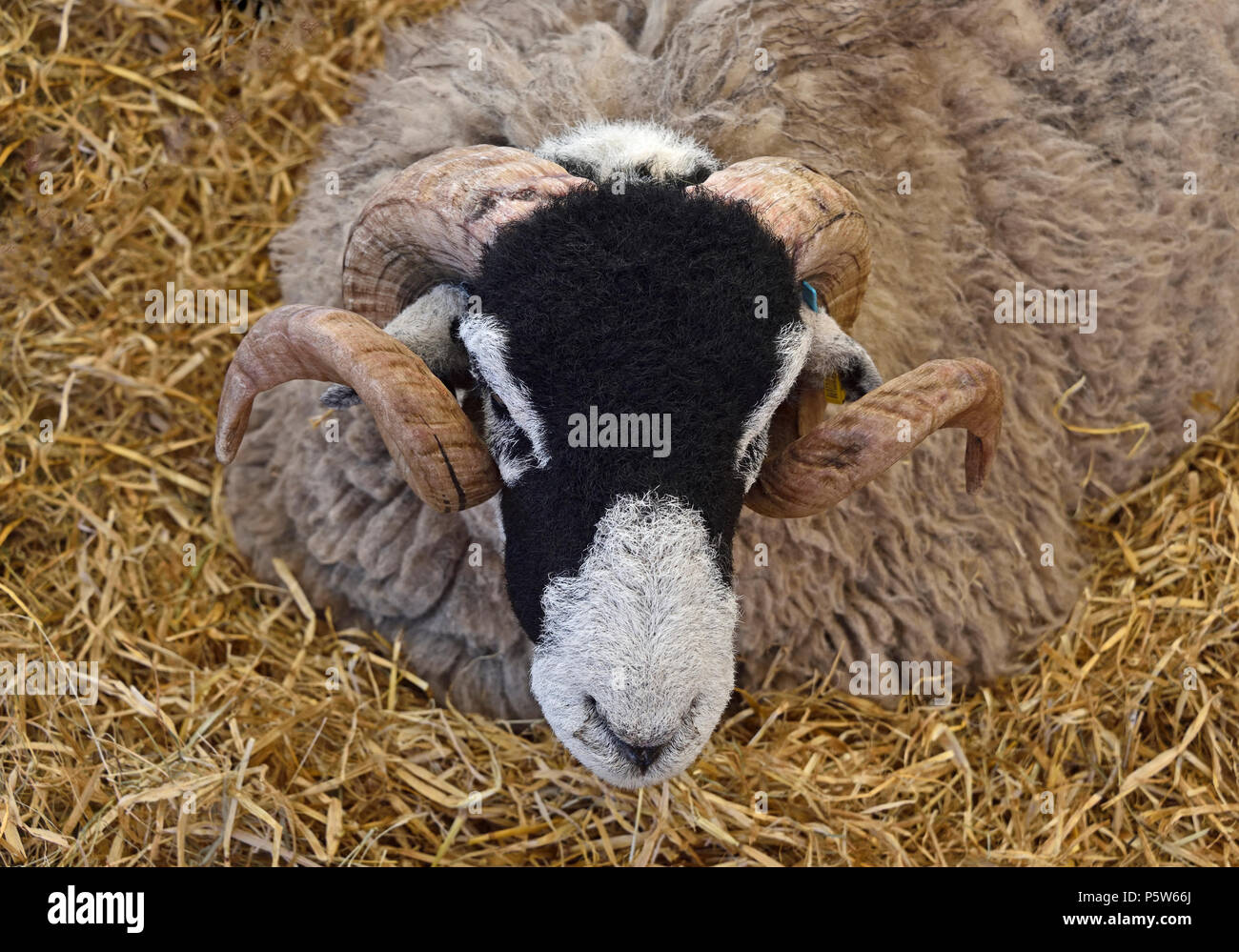 Swaledale sheep in pen. Royal Highland Show 2018, Ingliston, Edinburgh, Scotland, United Kingdom, Europe. Stock Photo