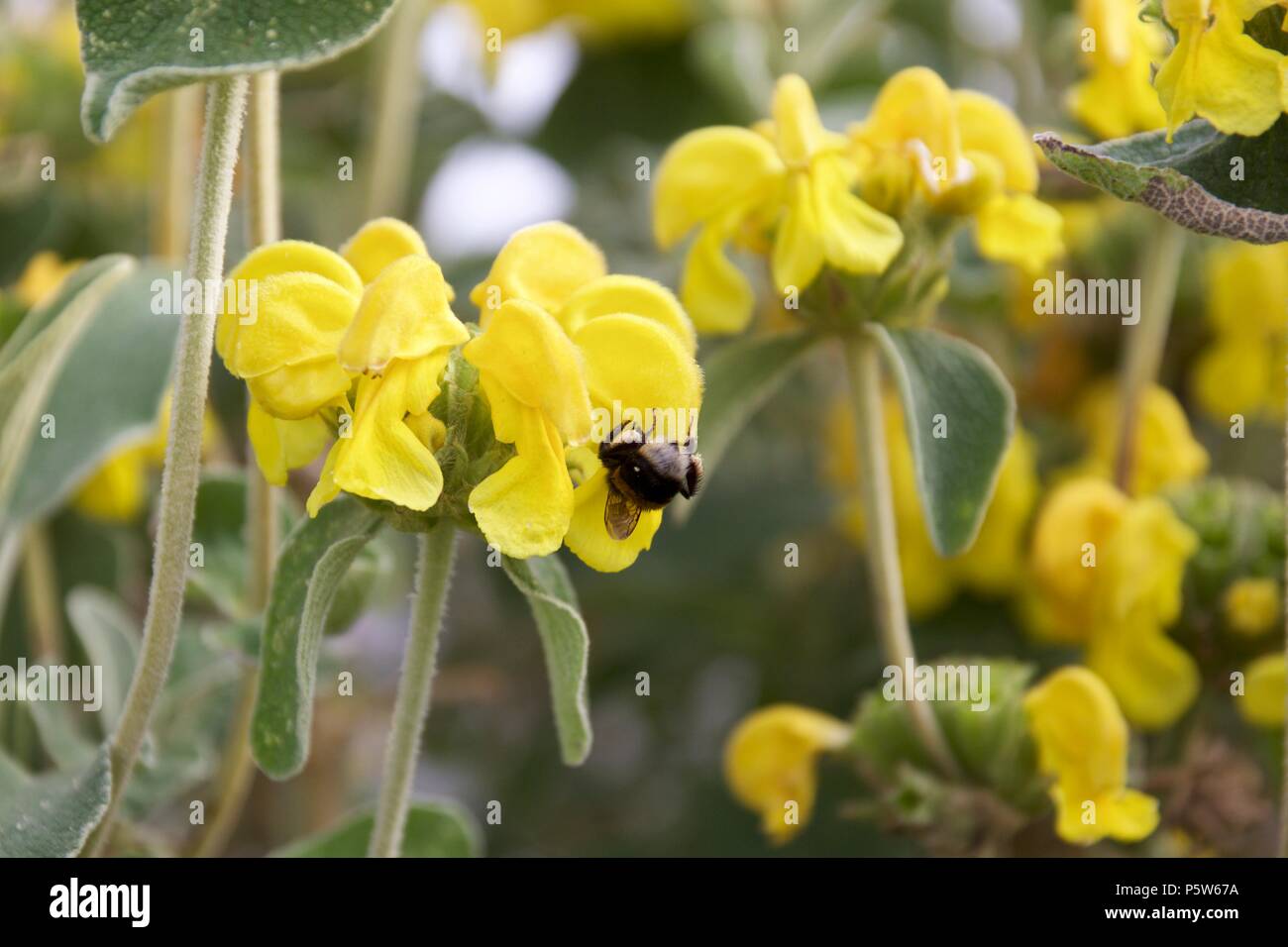 A bee on Phlomis fruticosa (Shrubby Jerusalem sage), a yellow flowering plant of the Lamiaceae family Stock Photo