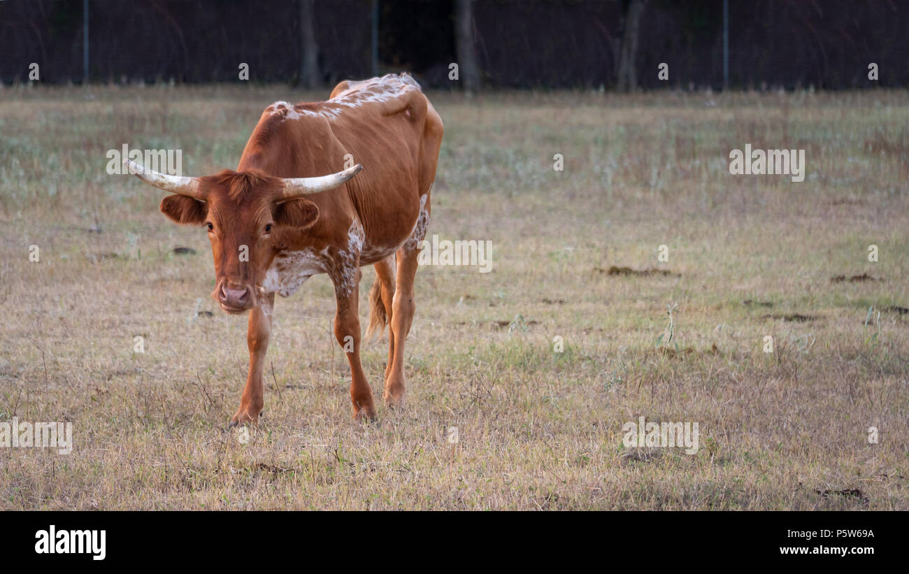 Longhorn Yard Stake main image 1