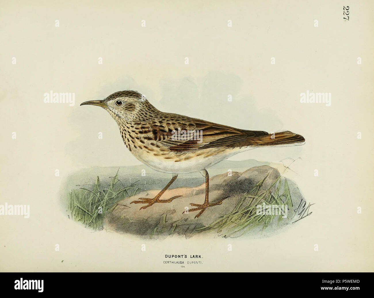 定価3.8万◆1871年ロンドン Henry Eeles Dresser「鳥類譜 定価3.8万◇1871年ロンドン Henry Eeles Dresser「鳥類譜
