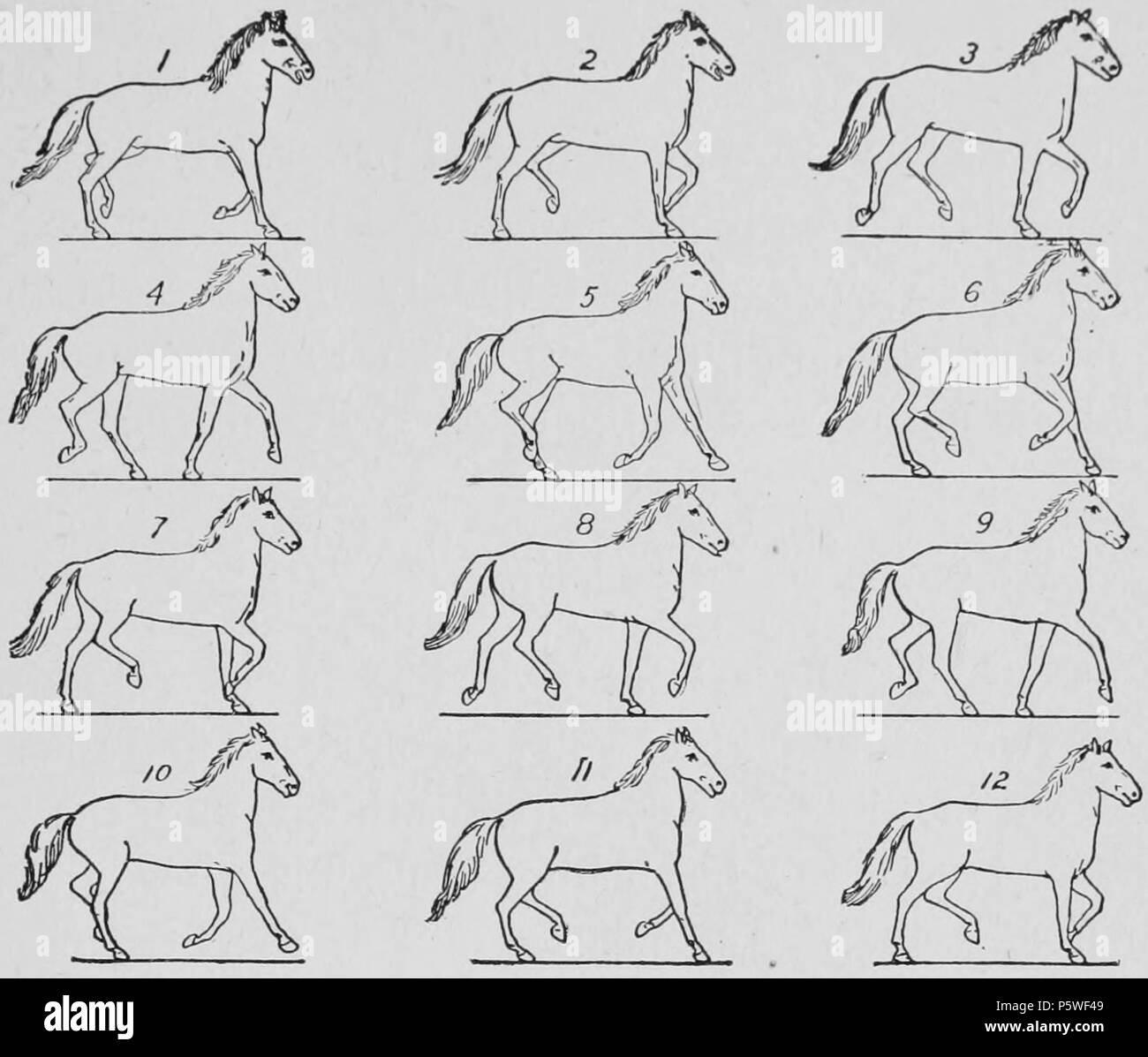 Edward james muybridge hires stock photography and images Alamy