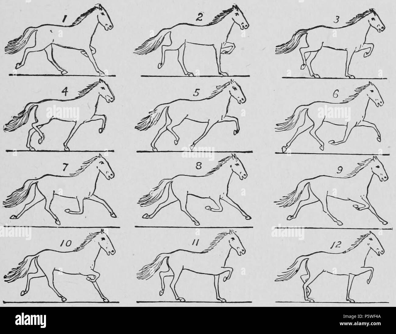 N/A. English: Some consecutive phases of the Trot. 1893.   Eadweard Muybridge  (1830–1904)      Alternative names Edward James Muggeridge  Description English-American photographer and inventor  Date of birth/death 9 April 1830 8 May 1904  Location of birth/death Kingston upon Thames, England Kingston upon Thames, England  Authority control  : Q190568 VIAF:2538199 ISNI:0000 0001 2117 9845 ULAN:500115207 LCCN:n79075151 NARA:10582473 WorldCat 438 Descriptive Zoopraxography 051 Stock Photo
