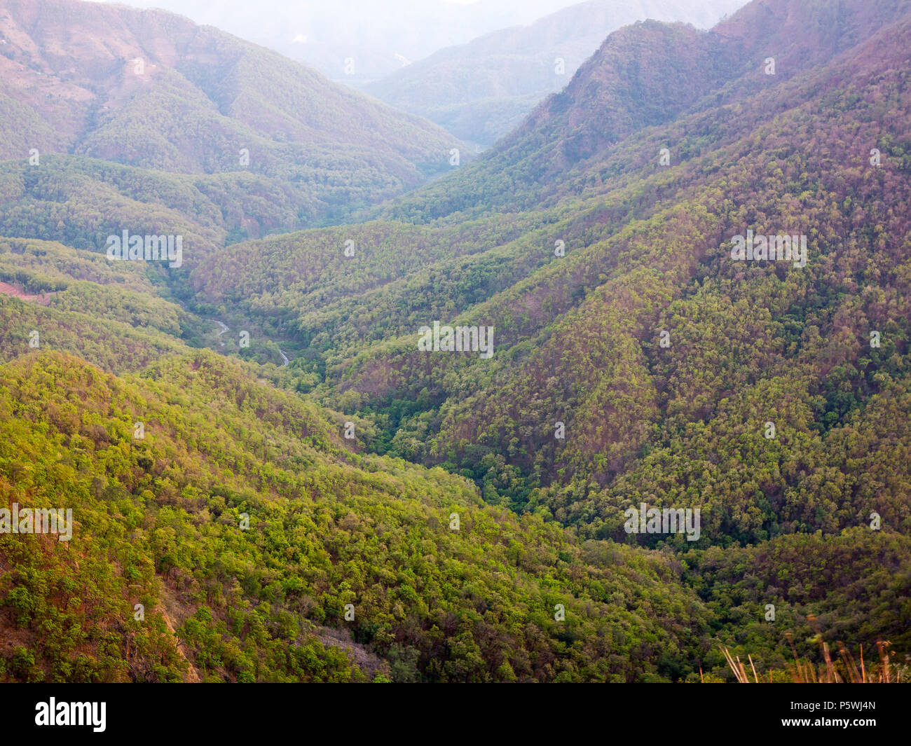 Dense jungle on the remote Nandhour Valley near Kundal Village, Kumaon Hills, Uttarakhand, India Stock Photo