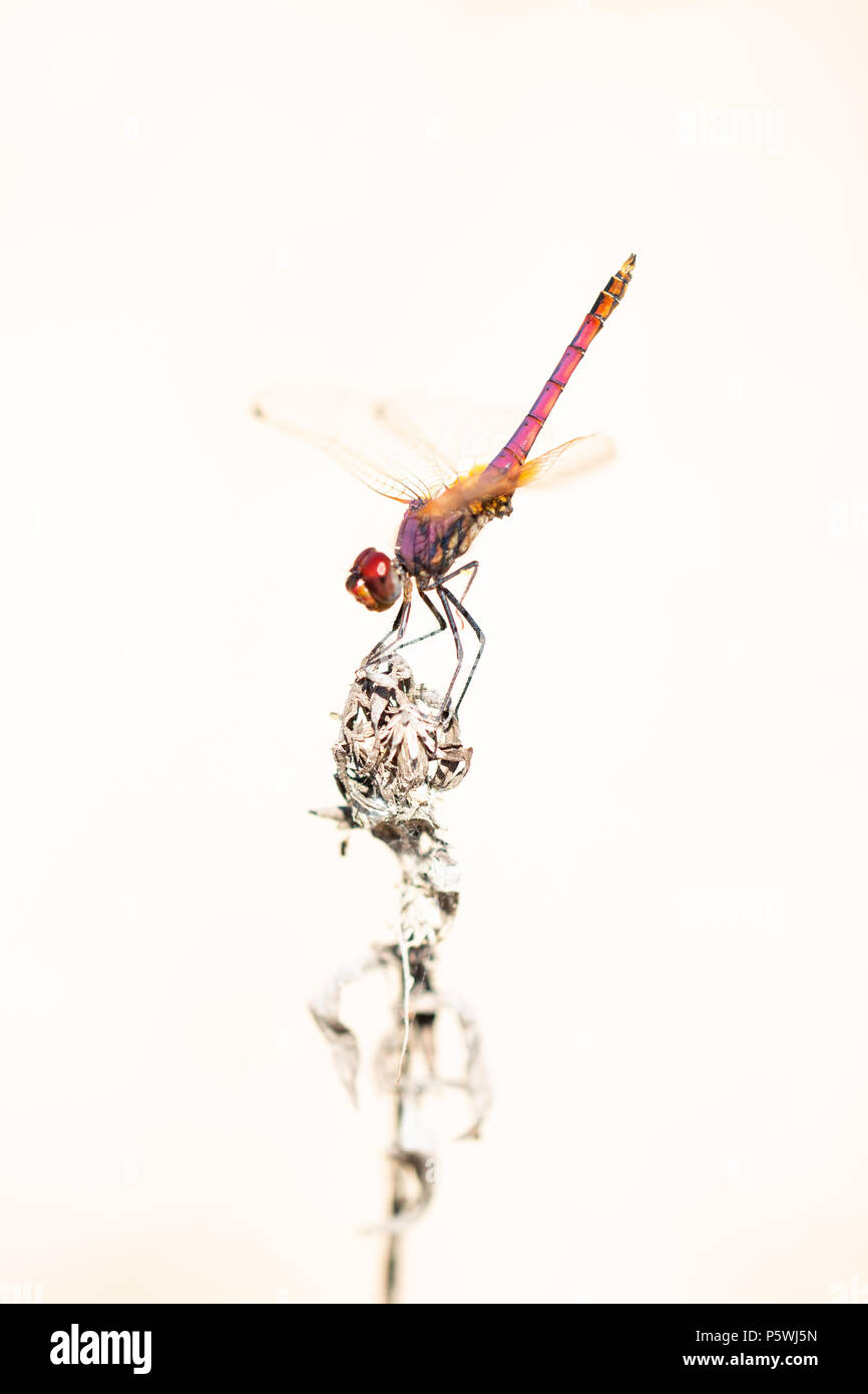 A dragonfly (Trithemis annulata) rests on a dry plant in obelisk position to avoid heat Stock Photo