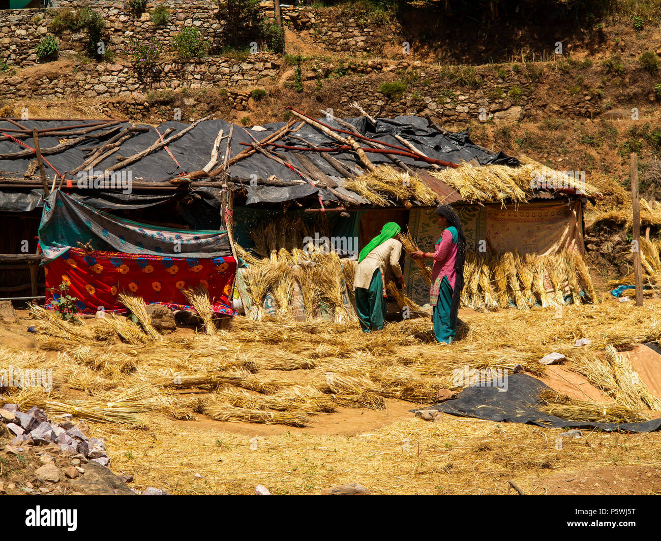Indian womans working on wheat crop at Kundal Village on the Nandhour Valley, Kumaon Hills, Uttarakhand, India Stock Photo