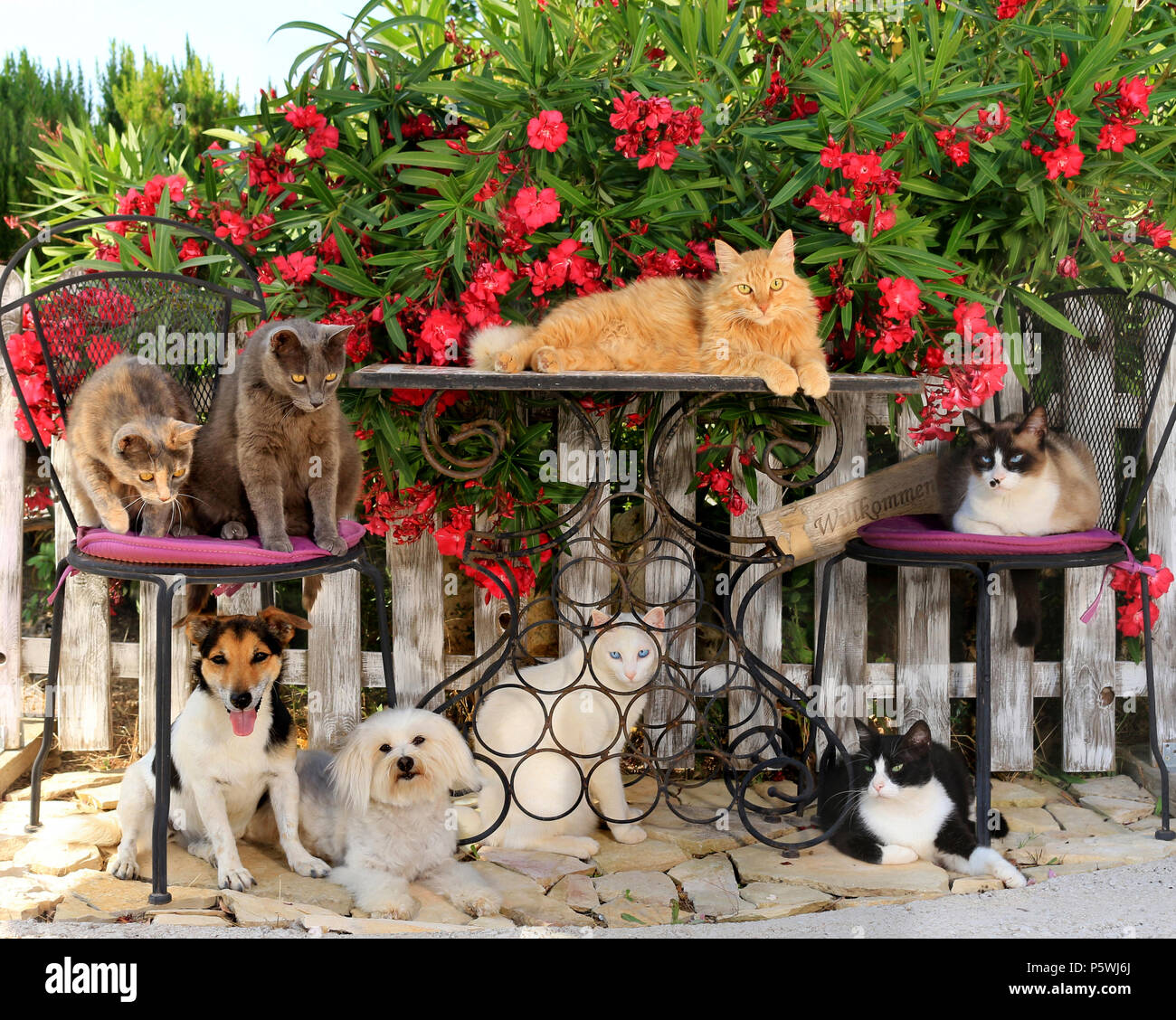 two dogs (jack russell, maltese) and six domestic cats sitting together in the garden Stock Photo