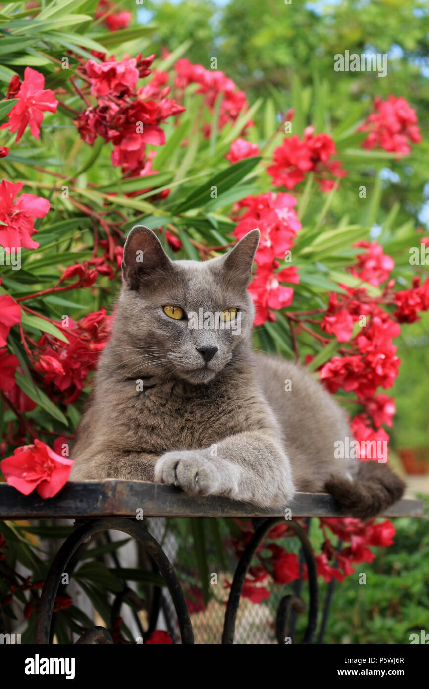 blue domestic cat sitting on a garden table in front of a flowering oleander shrub Stock Photo