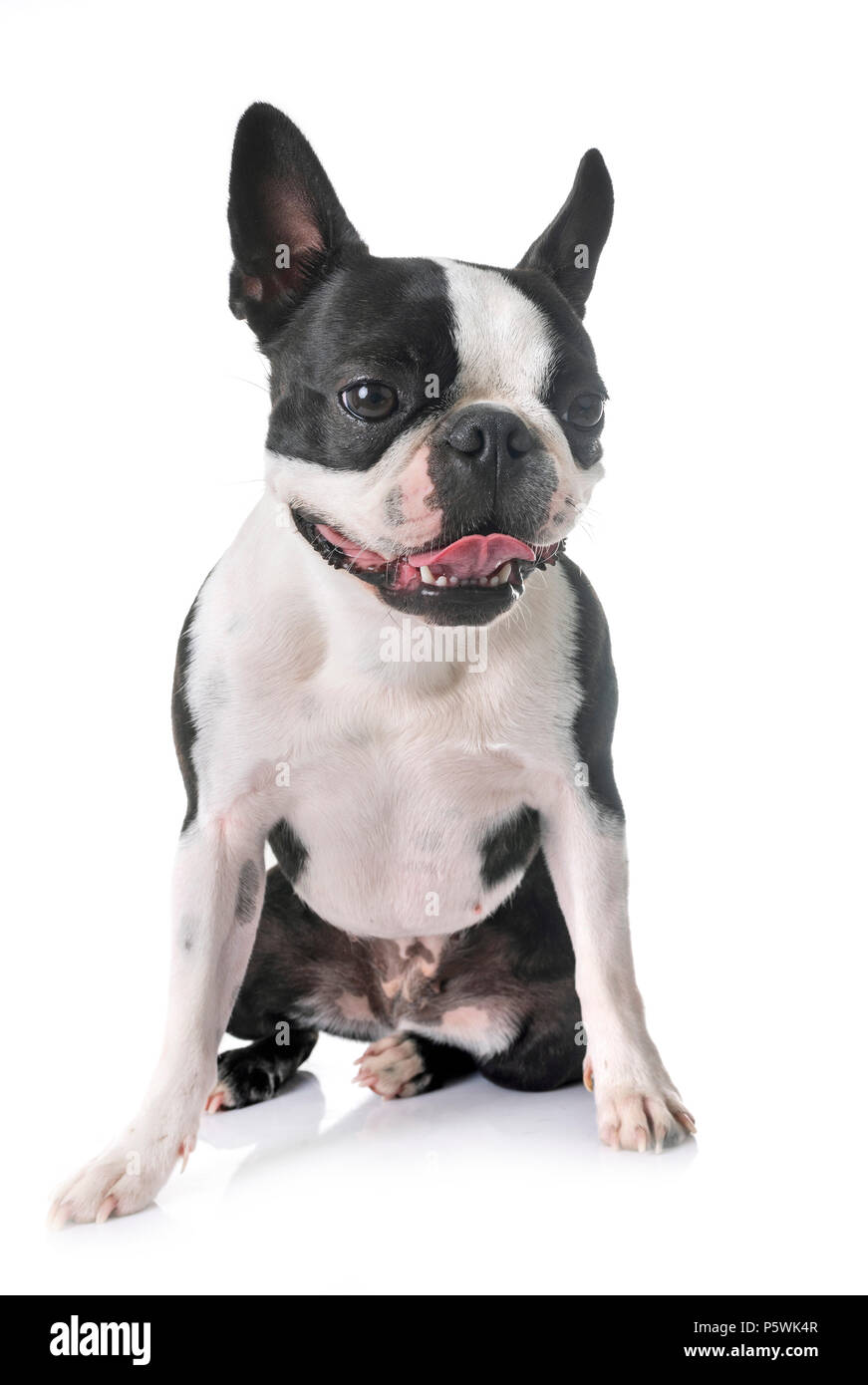 boston terrier in front of white background Stock Photo - Alamy