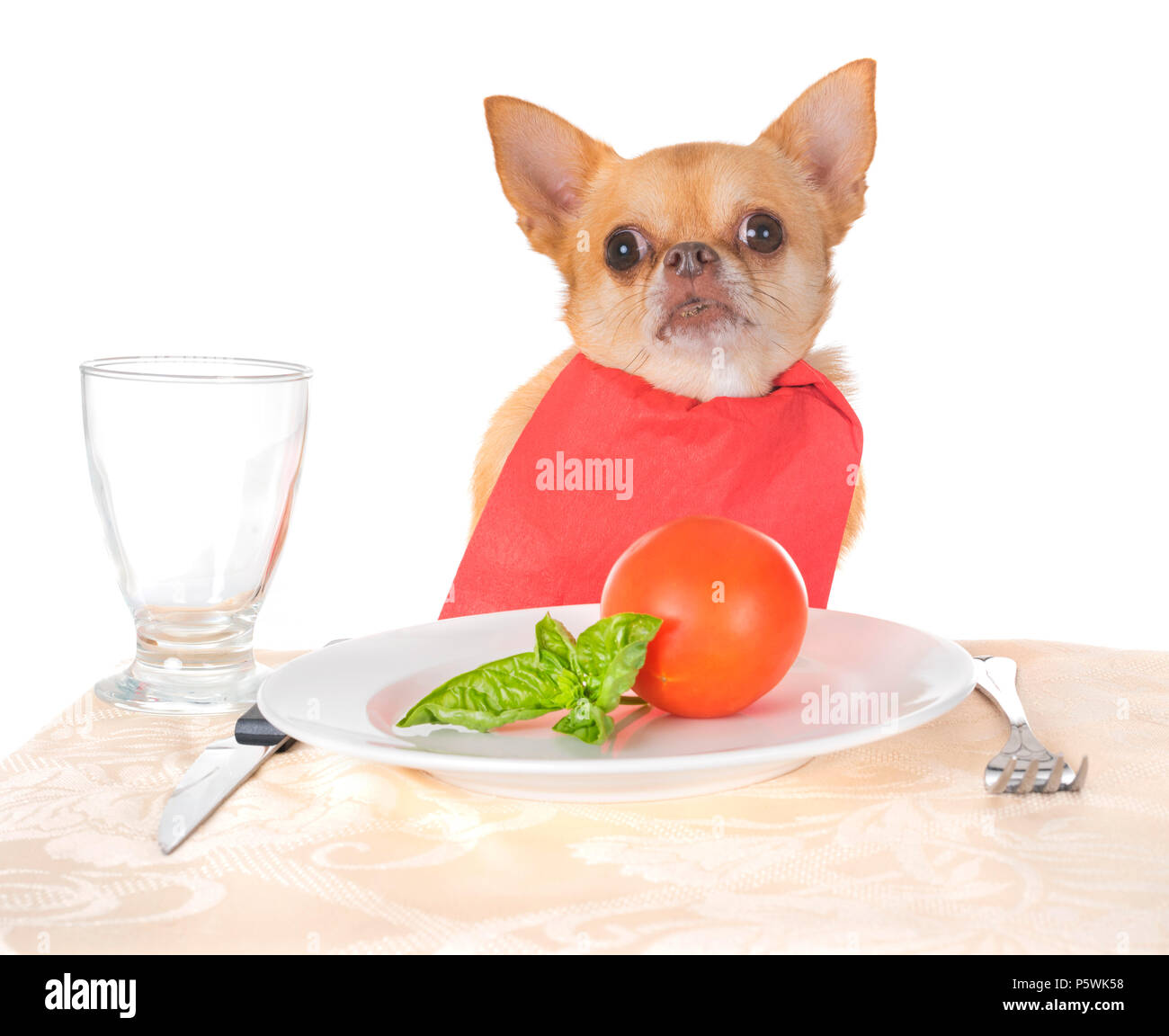 eating chihuahua in front of white background Stock Photo