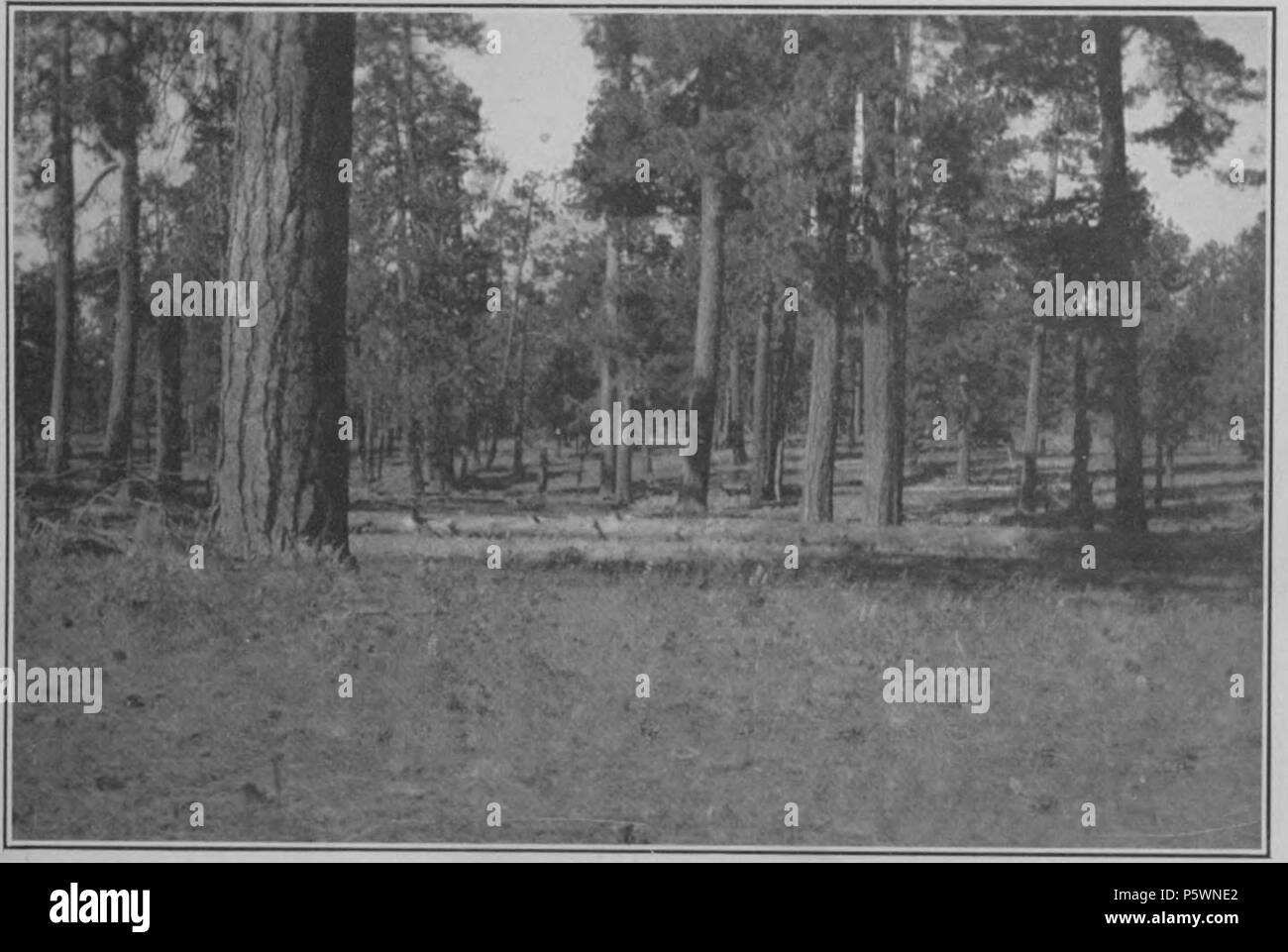 N/A. English: Plate 1B. — Ponderosa Pine forest of northern Arizona. 1919. Andrew Ellicott Douglass 353 Climatic Cycles and Tree-Growth Plate 1B Stock Photo
