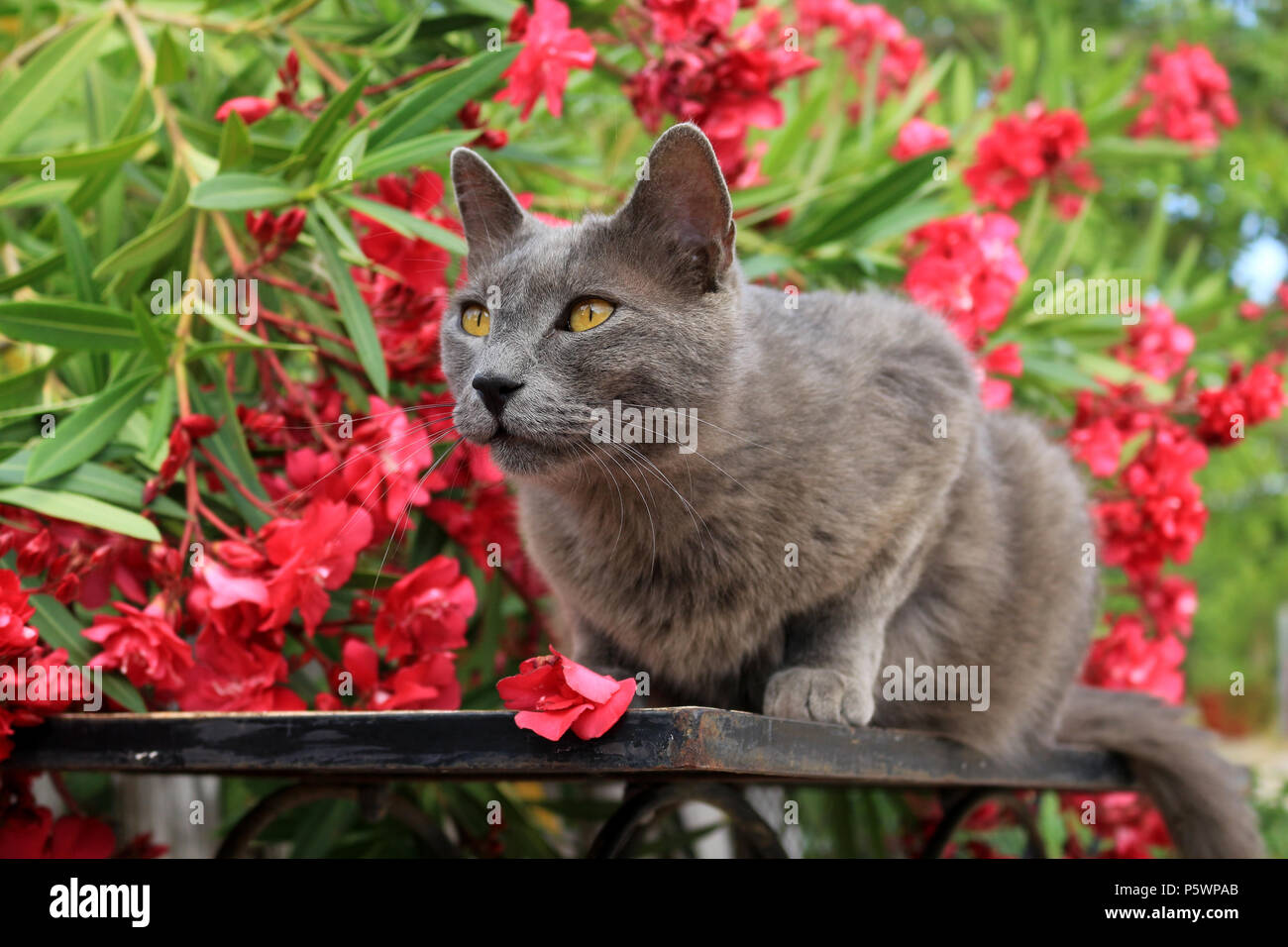 blue domestic cat sitting on a garden table in front of a flowering oleander shrub Stock Photo