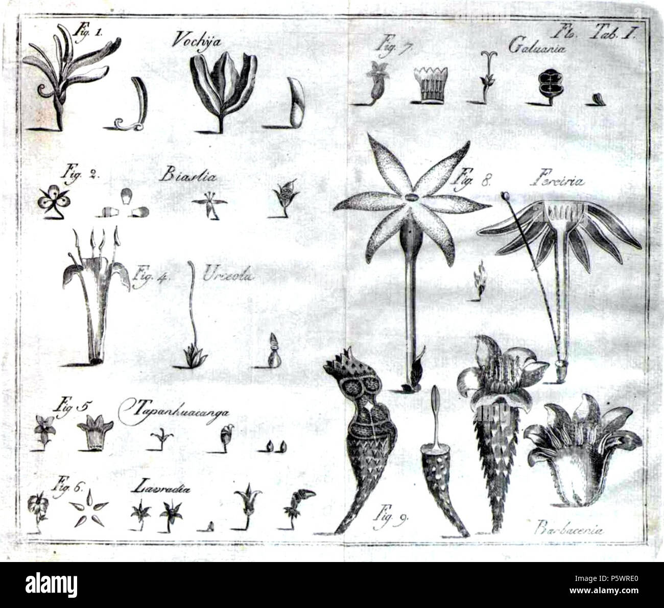 Linnean System.drawing Linnean classification system hi-res stock photography and images - Alamy